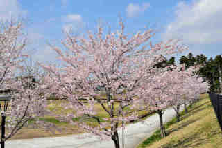 茨城空港桜