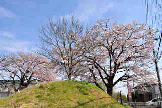 石岡の一里塚桜