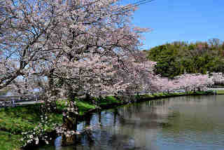 池台池桜