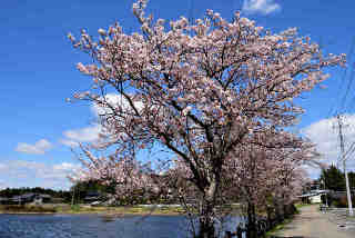 池花池桜