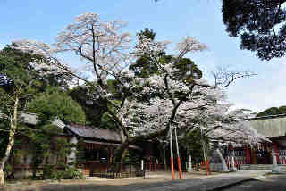 息栖神社宮桜