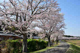 稲荷川外堤桜並木