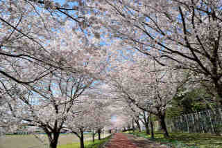 石下総合運動公園桜