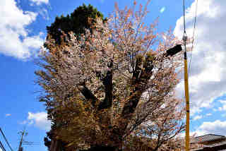 稲荷山紅山桜