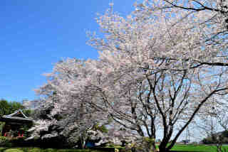 実相院桜