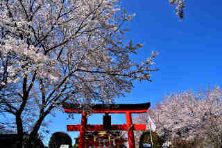 加波山神社桜川里宮の桜