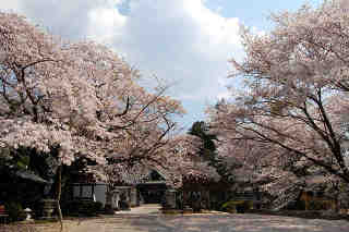 加波山神社本宮・親宮の里宮の桜