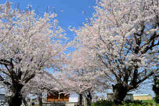 貝谷地蔵堂桜