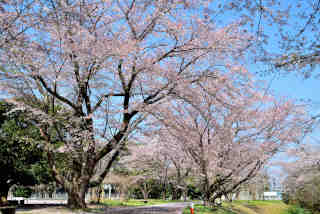 神立公園桜