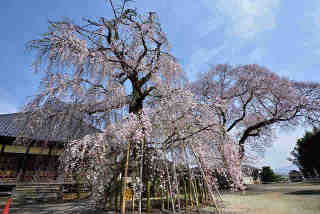 観音寺桜
