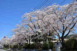 笠間小学校桜