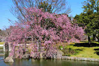 霞ヶ浦総合公園桜