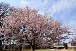 県西生涯学習センター桜