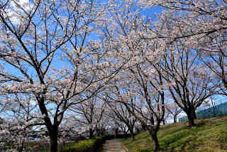 希望ヶ丘公園桜