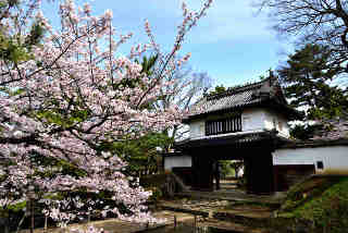 亀城公園桜
