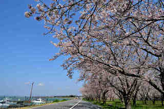 玉造甲桜