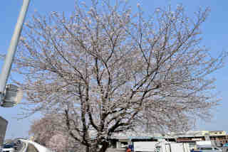 �É͐ʒn�������s���