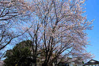 高源寺桜
