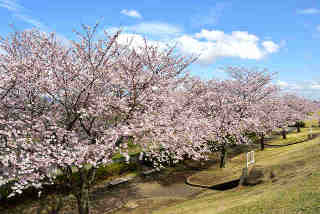 小貝川ふれあい公園桜