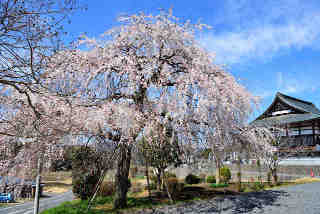高乾院枝垂桜