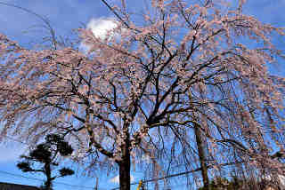高雲寺の枝垂桜