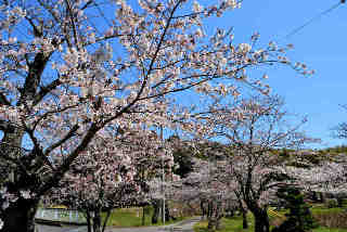 興禅寺桜