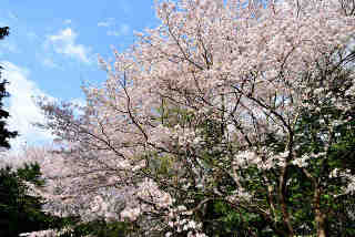 鞍懸神社桜