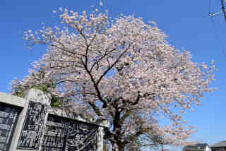 将門公苑桜