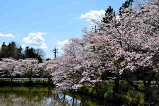 間沢池桜