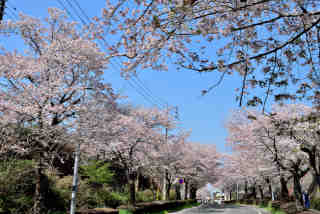 南台桜並木