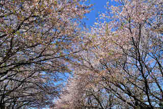 三菱マテリアル桜並木