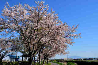 みつかいどうロードパーク桜