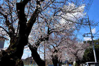 七ケ原の桜並木