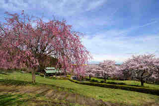 宮山ふるさとふれあい公園桜