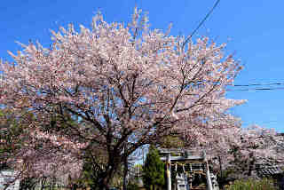 村岡香取神社桜
