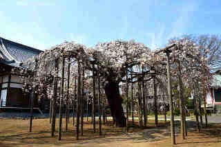 妙安寺の枝垂桜