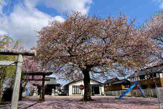 中舘八幡神社桜