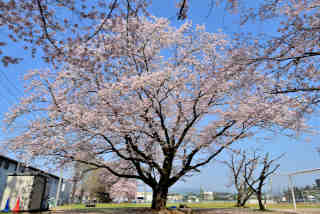 中貫公園桜