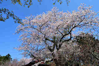 南円寺桜