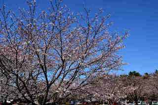 ネーブルパーク桜