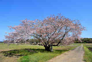 新治の井桜