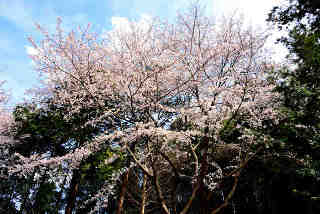 小張愛宕神社桜