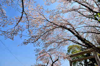 小川素鵞神社桜