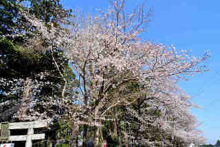 岡見八坂神社桜