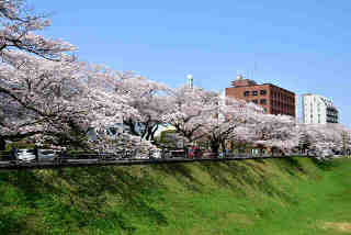 旧県庁の桜