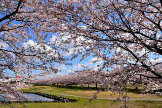 大池公園桜