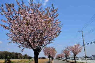 大木桜並木