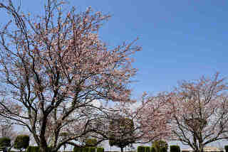 大利根東公園桜