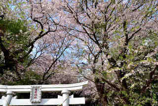 雷電神社桜