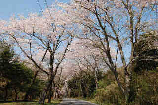 竜ヶ峰桜